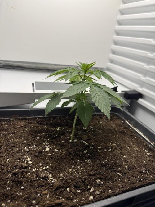 Fridgegrow 2.0 -Wizard Trees Lemon Fever. Week 2