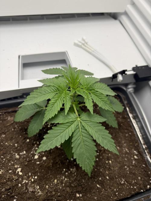 Fridgegrow 2.0 -Wizard Trees Lemon Fever. Week 2