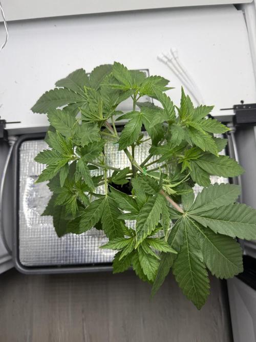 Fridgegrow 2.0 -Wizard Trees Lemon Fever. Week 3