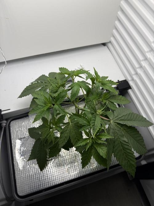 Fridgegrow 2.0 -Wizard Trees Lemon Fever. Week 3