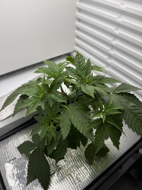 Fridgegrow 2.0 -Wizard Trees Lemon Fever. Week 3