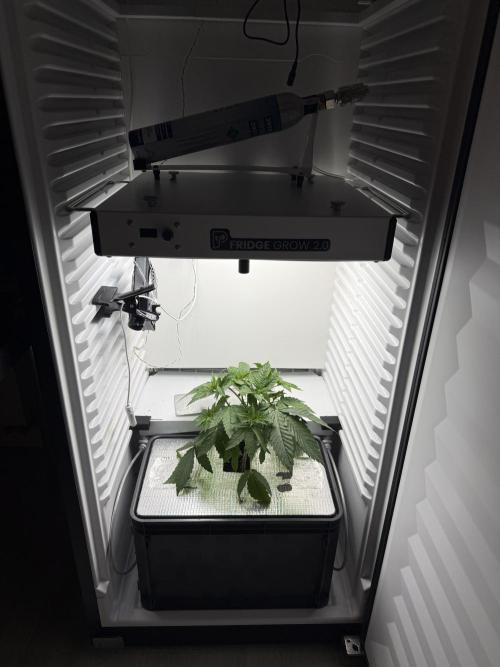 Fridgegrow 2.0 -Wizard Trees Lemon Fever. Week 3