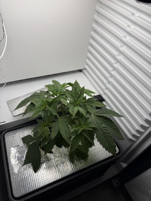Fridgegrow 2.0 -Wizard Trees Lemon Fever. Week 3