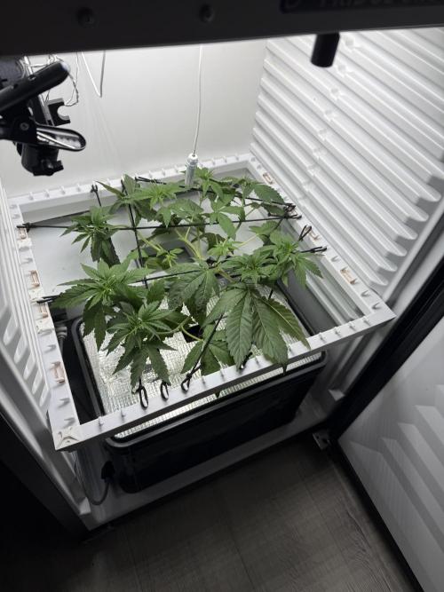 Fridgegrow 2.0 -Wizard Trees Lemon Fever. Week 3 - mid week 4