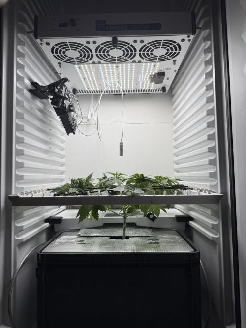 Fridgegrow 2.0 -Wizard Trees Lemon Fever. Week 3 - mid week 4