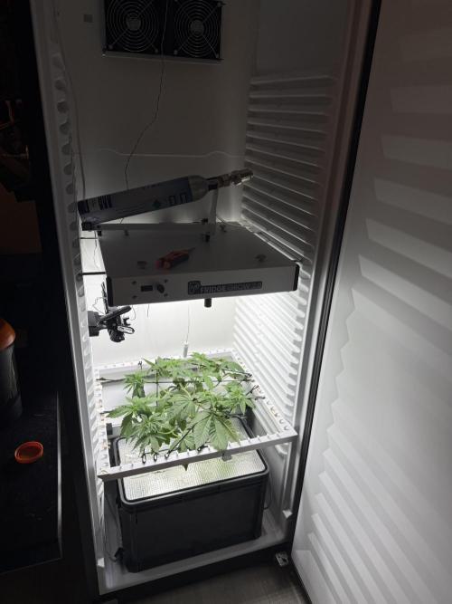 Fridgegrow 2.0 -Wizard Trees Lemon Fever. Week 3 - mid week 4