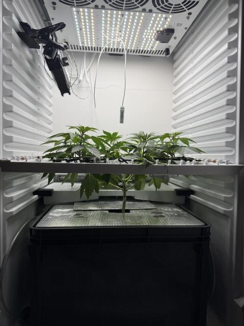 Fridgegrow 2.0 -Wizard Trees Lemon Fever. Week 4