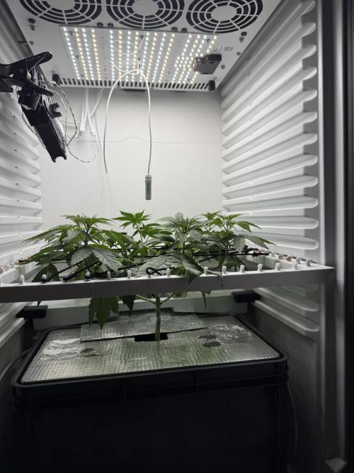 Fridgegrow 2.0 -Wizard Trees Lemon Fever. Week 4