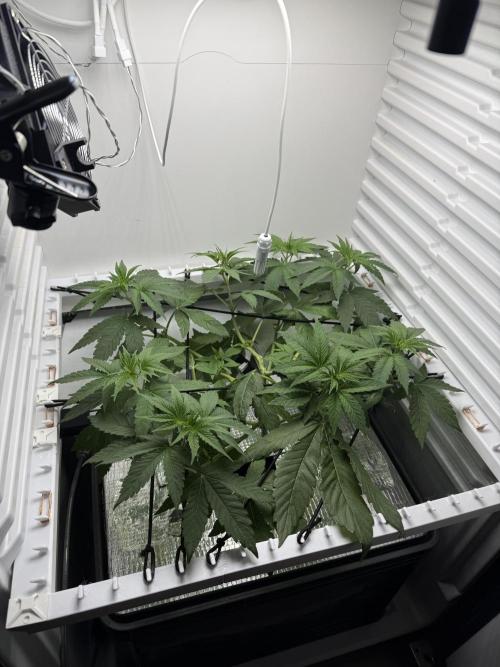 Fridgegrow 2.0 -Wizard Trees Lemon Fever. Week 4