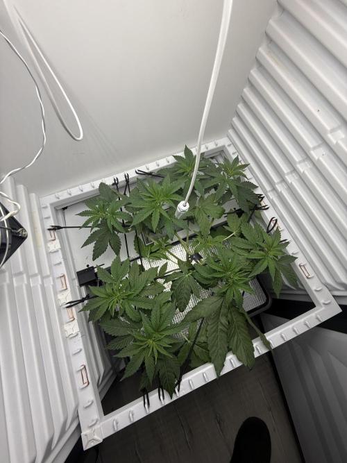 Fridgegrow 2.0 -Wizard Trees Lemon Fever. Week 4