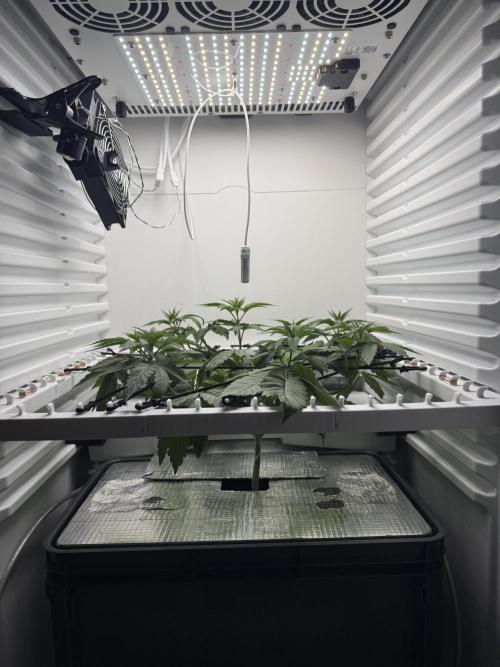 Fridgegrow 2.0 -Wizard Trees Lemon Fever. Week 4