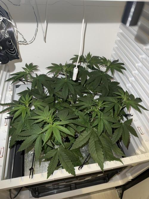 Fridgegrow 2.0 -Wizard Trees Lemon Fever. Week 4 - 8 beautiful heads | flipped into flower after 4 weeks and 3 days 