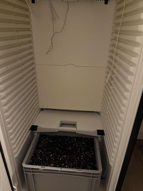 Fridgegrow 2.0 | Guava Auto RF3. Week 0