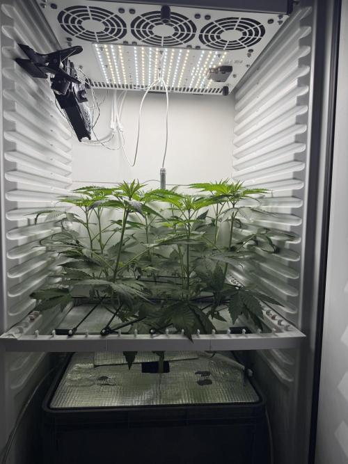 Fridgegrow 2.0 -Wizard Trees Lemon Fever. Week 5