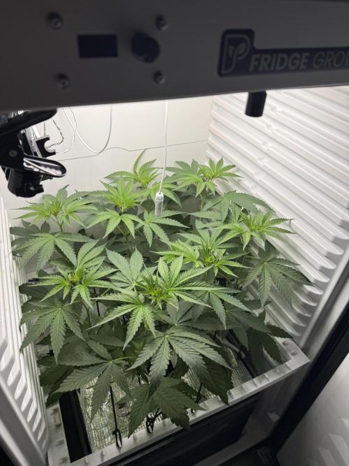 Fridgegrow 2.0 -Wizard Trees Lemon Fever. Week 5