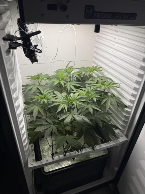 Fridgegrow 2.0 -Wizard Trees Lemon Fever. Week 5