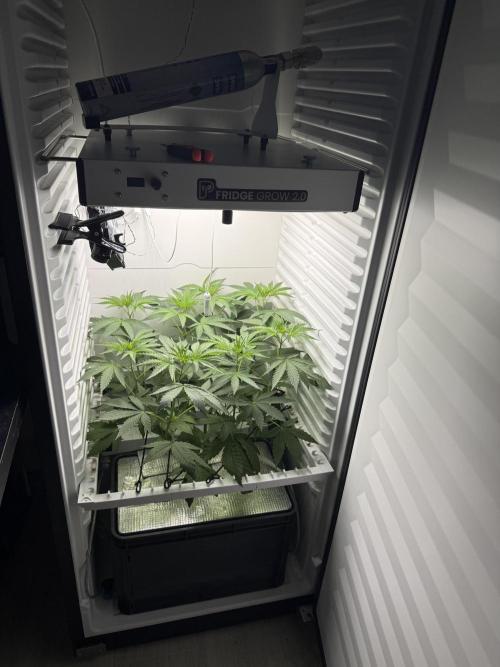 Fridgegrow 2.0 -Wizard Trees Lemon Fever. Week 5