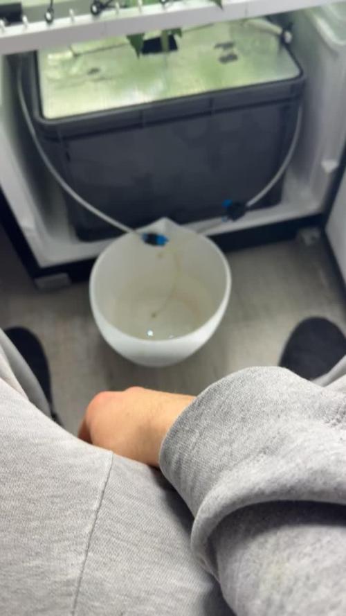 Fridgegrow 2.0 -Wizard Trees Lemon Fever