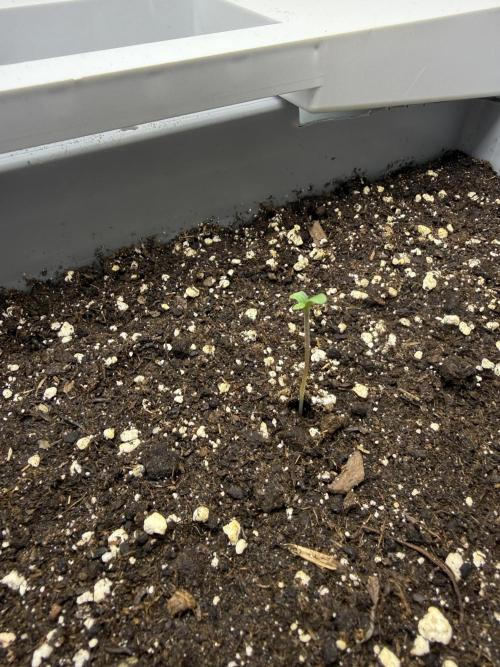 Fridgegrow 2.0 | Guava Auto RF3. Week 1