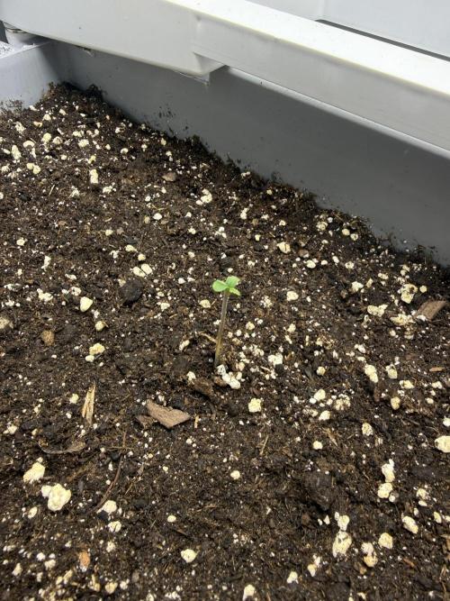 Fridgegrow 2.0 | Guava Auto RF3. Week 1