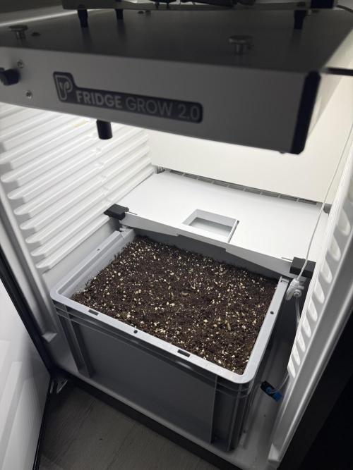 Fridgegrow 2.0 | Guava Auto RF3. Week 1