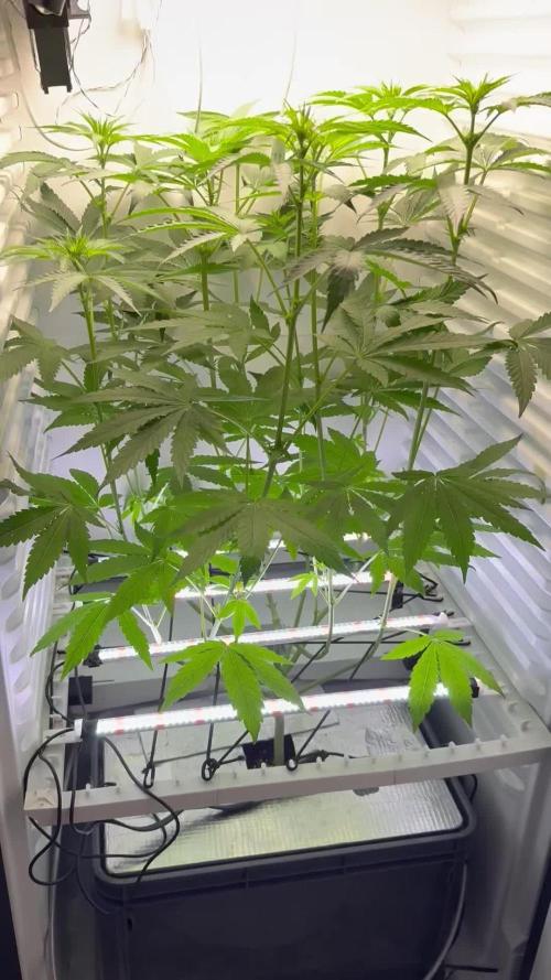 Fridgegrow 2.0 -Wizard Trees Lemon Fever