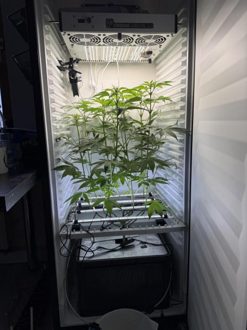 Fridgegrow 2.0 -Wizard Trees Lemon Fever. Week 6