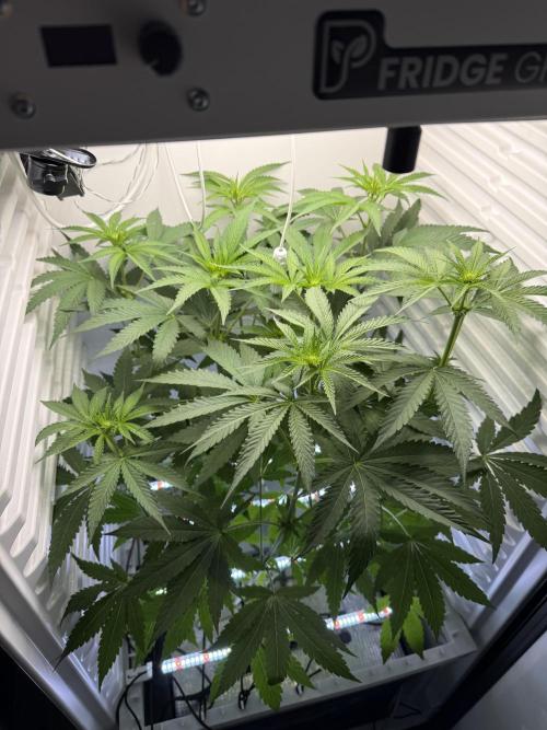 Fridgegrow 2.0 -Wizard Trees Lemon Fever. Week 6