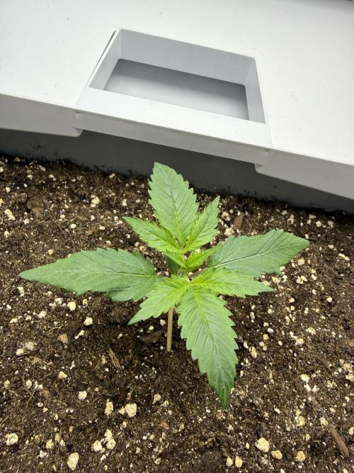 Fridgegrow 2.0 | Guava Auto RF3. Week 2