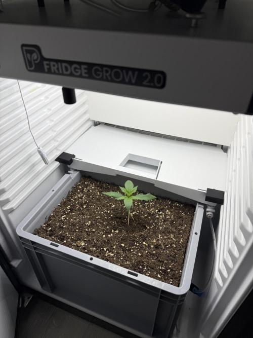 Fridgegrow 2.0 | Guava Auto RF3. Week 2