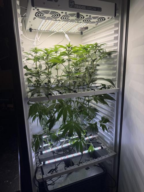 Fridgegrow 2.0 -Wizard Trees Lemon Fever. Week 7