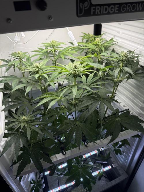 Fridgegrow 2.0 -Wizard Trees Lemon Fever. Week 7