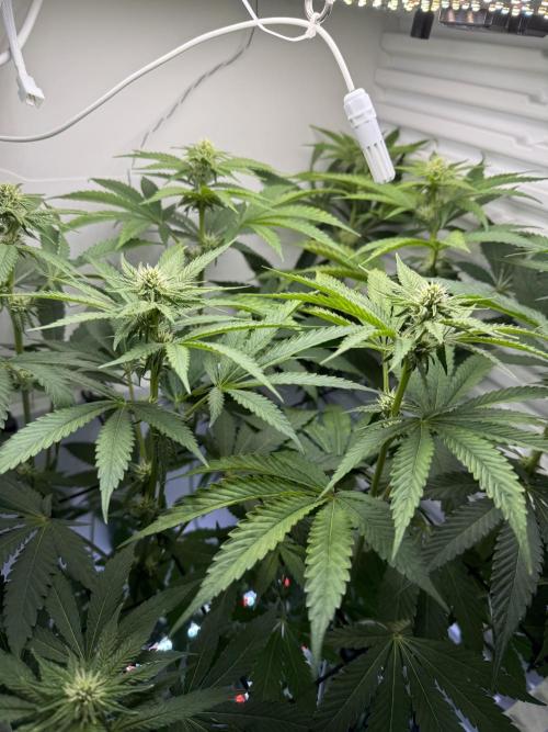 Fridgegrow 2.0 -Wizard Trees Lemon Fever. Week 7