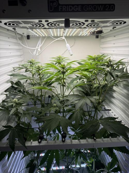 Fridgegrow 2.0 -Wizard Trees Lemon Fever. Week 7