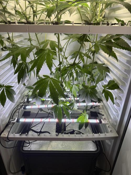 Fridgegrow 2.0 -Wizard Trees Lemon Fever. Week 7