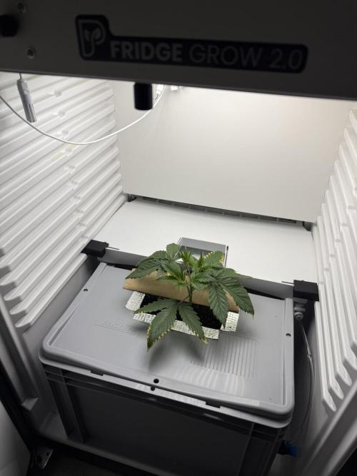 Fridgegrow 2.0 | Guava Auto RF3. Week 3