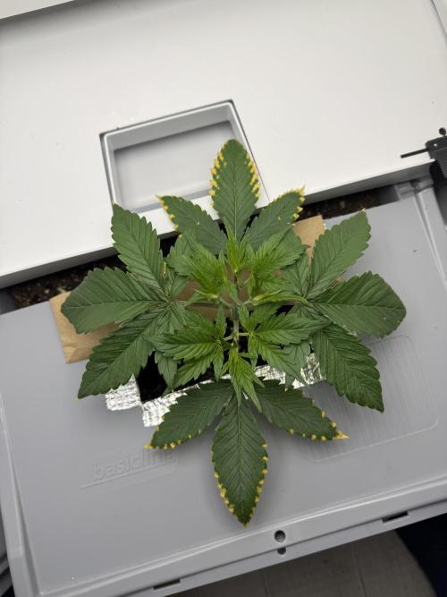 Fridgegrow 2.0 | Guava Auto RF3. Week 3