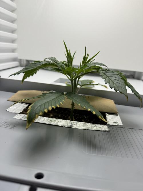 Fridgegrow 2.0 | Guava Auto RF3. Week 3