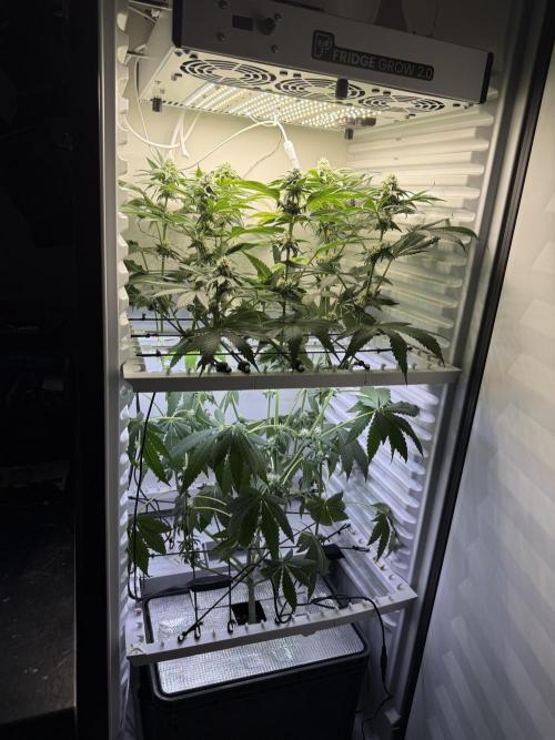 Fridgegrow 2.0 -Wizard Trees Lemon Fever. Week 8