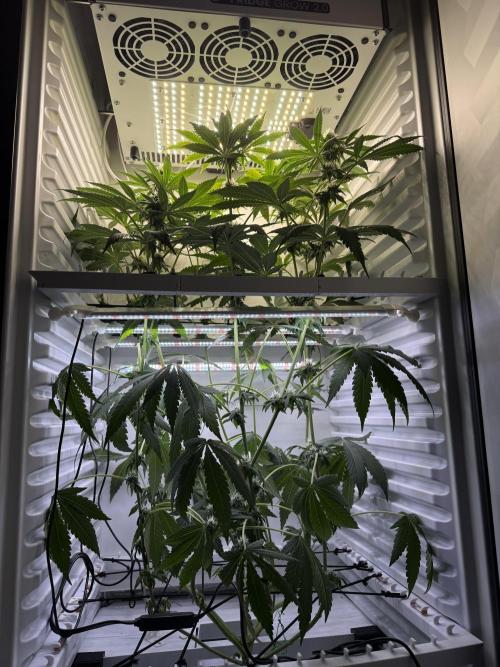 Fridgegrow 2.0 -Wizard Trees Lemon Fever. Week 8