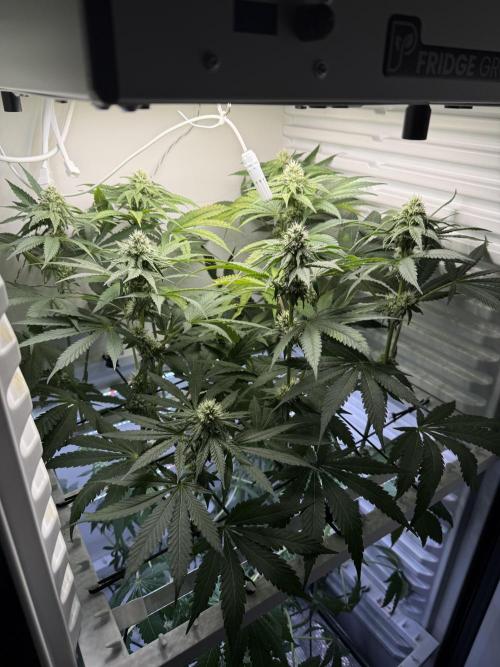 Fridgegrow 2.0 -Wizard Trees Lemon Fever. Week 8