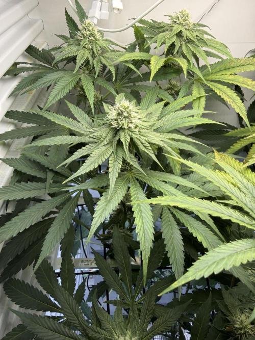 Fridgegrow 2.0 -Wizard Trees Lemon Fever. Week 8