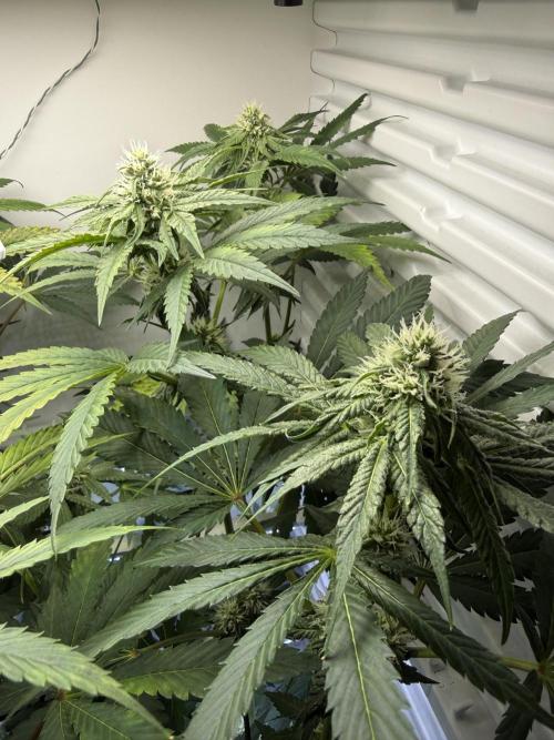 Fridgegrow 2.0 -Wizard Trees Lemon Fever. Week 8