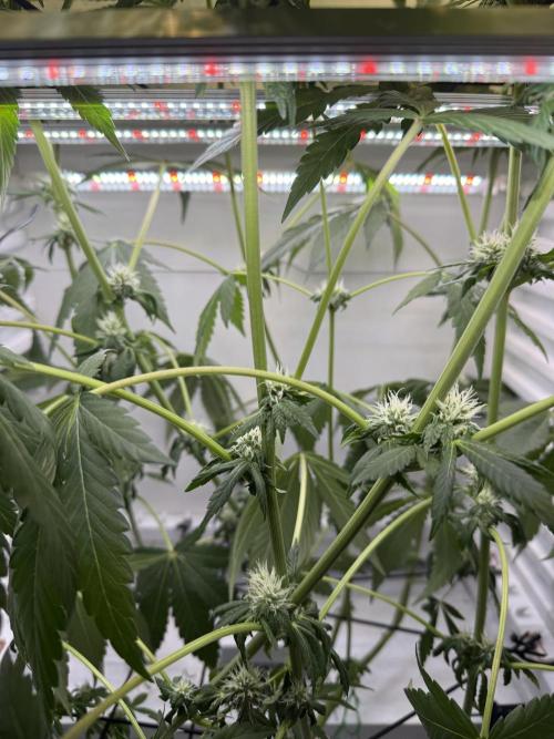 Fridgegrow 2.0 -Wizard Trees Lemon Fever. Week 8