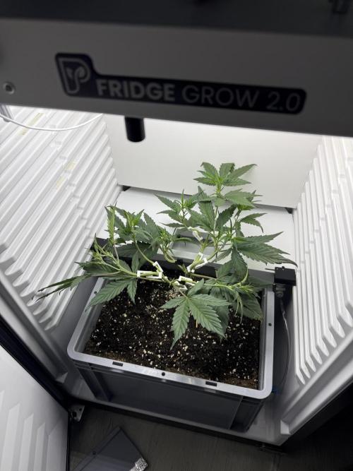 Fridgegrow 2.0 | Guava Auto RF3. Week 4