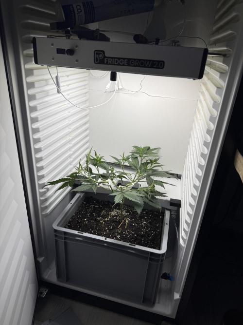 Fridgegrow 2.0 | Guava Auto RF3. Week 4