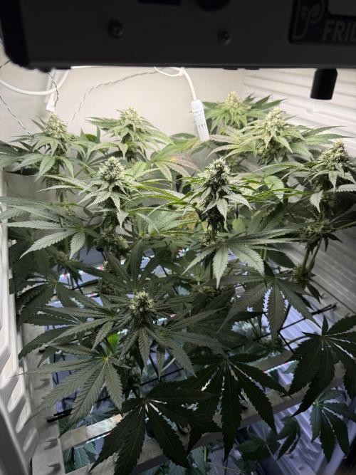 Fridgegrow 2.0 -Wizard Trees Lemon Fever. Week 9