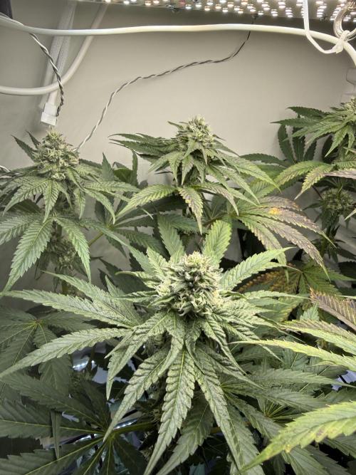 Fridgegrow 2.0 -Wizard Trees Lemon Fever. Week 9