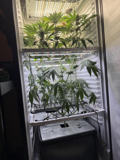 Fridgegrow 2.0 -Wizard Trees Lemon Fever. Week 9