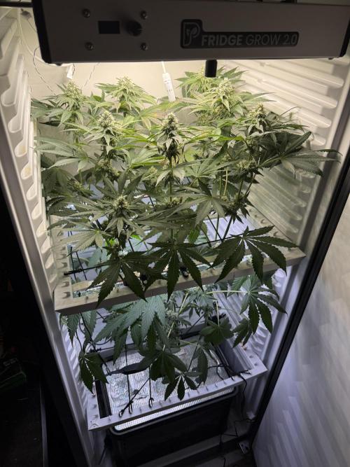 Fridgegrow 2.0 -Wizard Trees Lemon Fever. Week 9